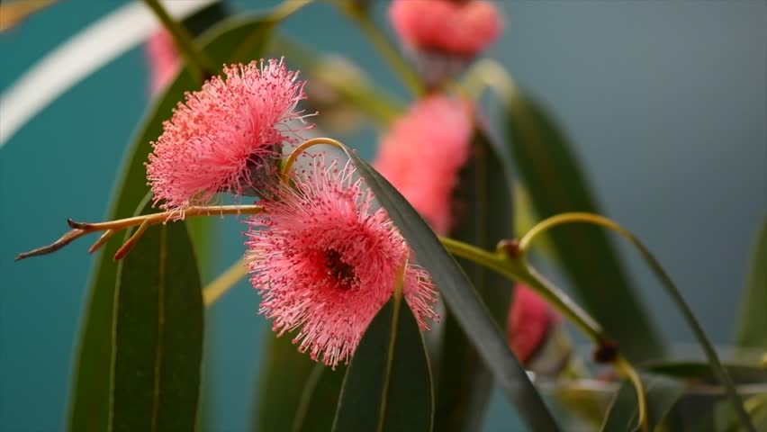 Eucalyptus flower, plant leaves. Fresh Eucalyptus blooming close up, on dark green background. Essential oil, aromatherapy. Australian medical plant. Slow motion