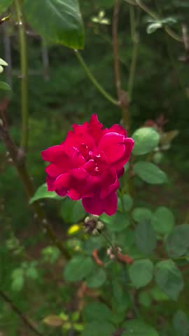 Close-up video of beautiful blooming roses in the garden