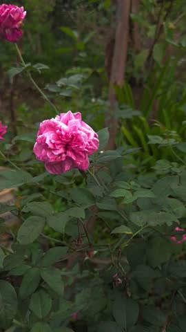 Video of roses blooming in a beautiful garden on a beautiful day