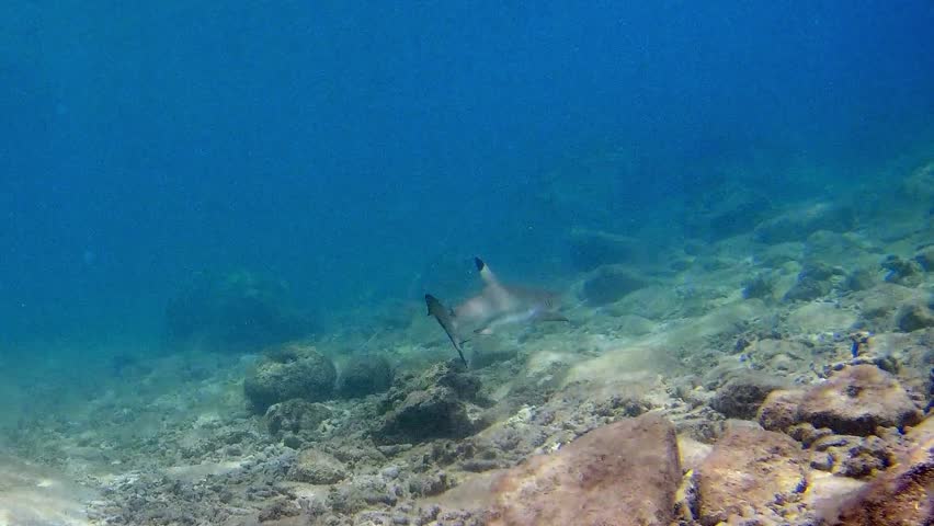 A young blacktip reef shark (Carcharhinus melanopterus) gracefully swims beneath the clear tropical waters off the coast of Borneo. The calm sea, sunlight, and smooth movements of the shark create a p