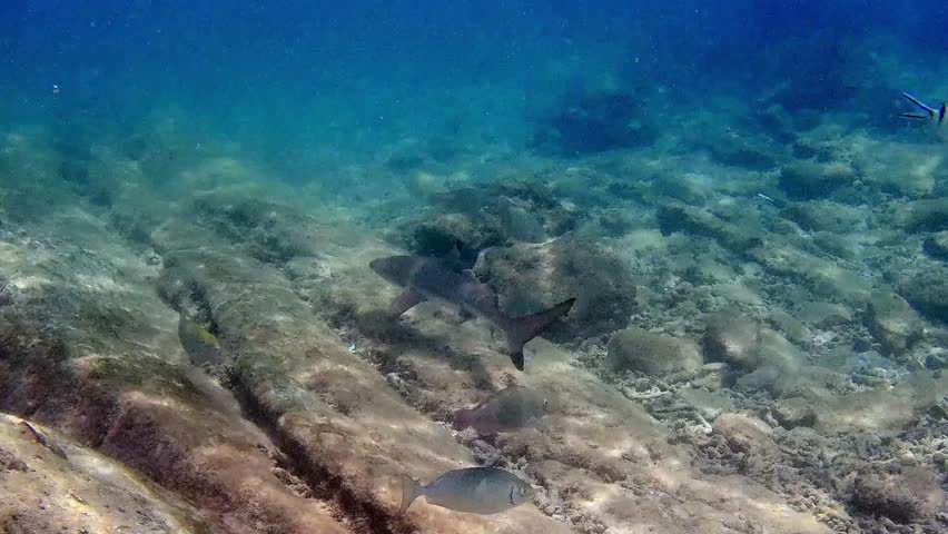 A young blacktip reef shark (Carcharhinus melanopterus) gracefully swims beneath the clear tropical waters off the coast of Borneo. The calm sea, sunlight, and smooth movements of the shark create a p