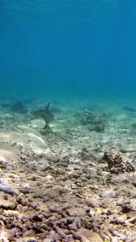A young blacktip reef shark (Carcharhinus melanopterus) gracefully swims beneath the clear tropical waters off the coast of Borneo. The calm sea, sunlight, and smooth movements of the shark create a p