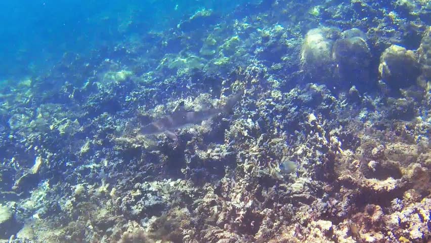 A young blacktip reef shark (Carcharhinus melanopterus) gracefully swims beneath the clear tropical waters off the coast of Borneo. The calm sea, sunlight, and smooth movements of the shark create a p