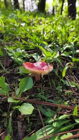 A vibrant red-capped mushroom with a white stem stands on a forest clearing, surrounded by green grass and fallen autumn leaves. vertical screen