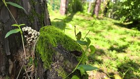 A tree trunk with a large branch cut off, where the cut area is now covered with moss. A pine cone is lodged between the mossy cut section and the trunk - Powered by Shutterstock - Get 15% off with code: PIKWIZARD15