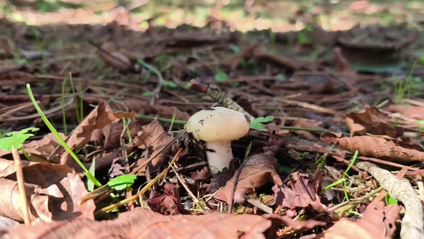 Small white mushroom growing on forest floor among fallen leaves and grass. Close-up view shows details of the mushroom and natural surroundings, perfect for nature, autumn, and wildlife themes.