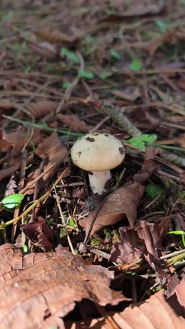 Title	
Small white mushroom growing on forest floor among fallen leaves and grass. Close-up view shows details of the mushroom and natural surroundings, vertical screen