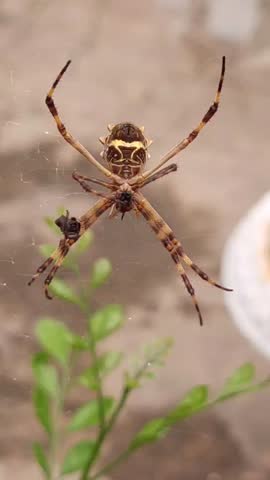 Golden orb weaver spider carefully spinning intricate web in natural habitat, nature footage