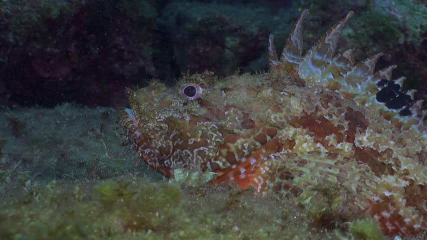 Mediterranean Scorpionfish open mouth underwater in Spain