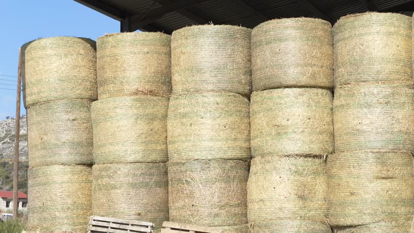 Fresh hay bales stacked neatly in a rustic barn under sunlight. Rows of cylindrical hay bales form pattern of rural abundance, highlighting farming life and agricultural tradition. Tall stacks of hay.