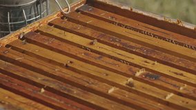 Beekeeper Using Smoker and Lifting Hive Frame with Bare Hands, handheld - Powered by Shutterstock - Get 15% off with code: PIKWIZARD15