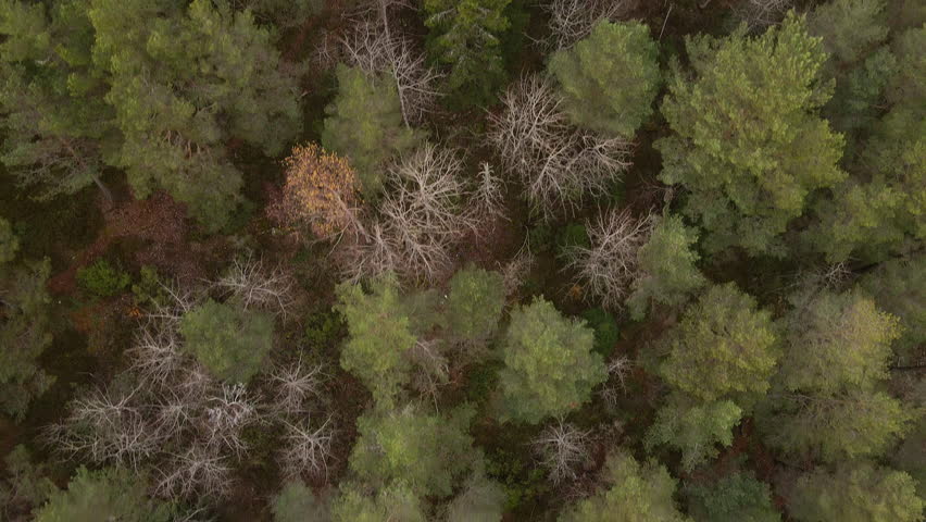 Overview drone shot of a forest in Norway