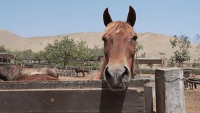 Close-up of a chestnut horse looking directly at the camera over a paddock fence - Powered by Shutterstock - Get 15% off with code: PIKWIZARD15