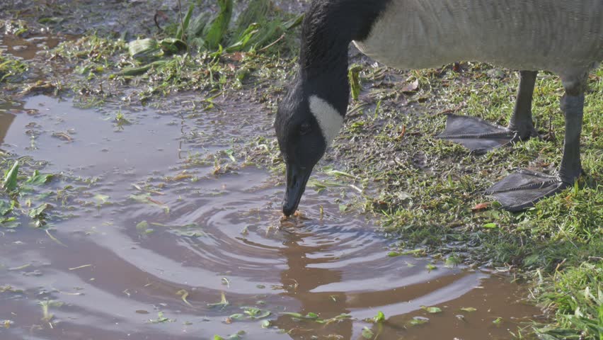 Canada Goose (Branta canadensis) trying to pull up plants by the roots from a puddle caused by heavy rain. November, Kent, UK. (Half speed)