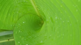 Close up of a vibrant green banana leaf unfurling with water droplets on its surface - Powered by Shutterstock - Get 15% off with code: PIKWIZARD15