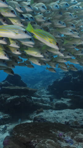 A mesmerizing school of yellowtail snappers swims in unison above a vibrant coral reef, showcasing their sleek bodies and striking yellow tails against the deep blue ocean backdrop.