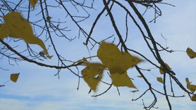 Low-angle shot of final yellow leaves clinging to thin, dark branches against a bright, cloudy sky in late autumn. This scene conveys a peaceful, seasonal transition. - Powered by Shutterstock - Get 15% off with code: PIKWIZARD15