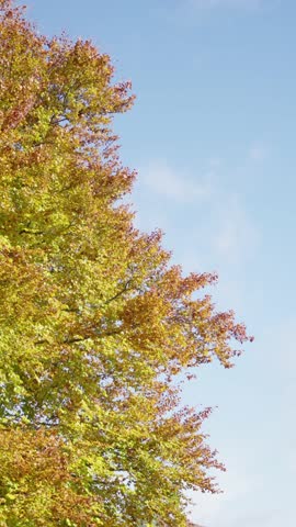 autumn foliage with sunlight, vivid fall trees under clear blue sky, closeup view of bright autumn leaves in sunlight, vertical shot showcasing vibrant fall colors against luminous sky