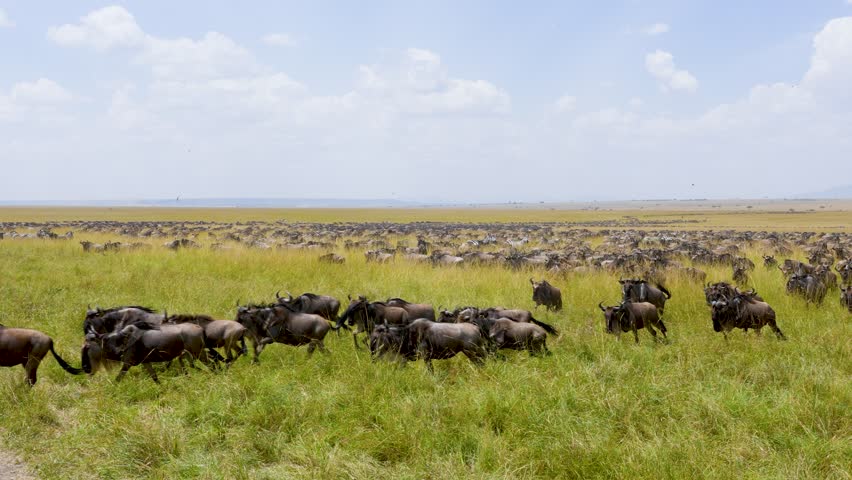 Thousands of wildebeest run and gallop across the vast grassland of Maasai Mara National Reserve Kenya during the Great Migration.