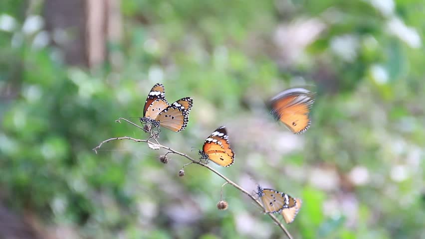 African Monarch butterfly, Danaus chrysippus, a medium-sized butterfly, on a branch in the evening, a flock of butterflies with sunlight shining through their wings. Bright orange. 