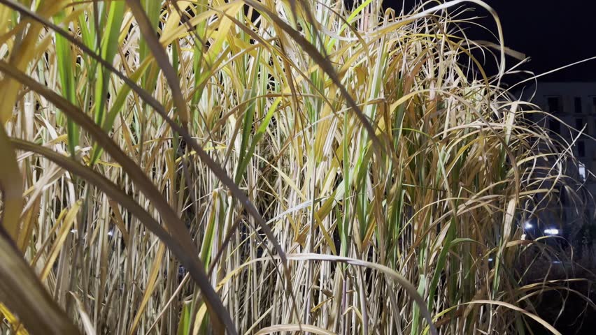Moving through tall dry grass illuminated at night, yellow and golden stalks in gentle wind, calm autumn atmosphere, peaceful natural environment and soft outdoor light.