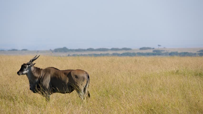A beautiful majestic common eland antelope stands in profile among the tall, golden grasses of the vast savanna in Maasai Mara National Reserve Kenya on a sunny day.