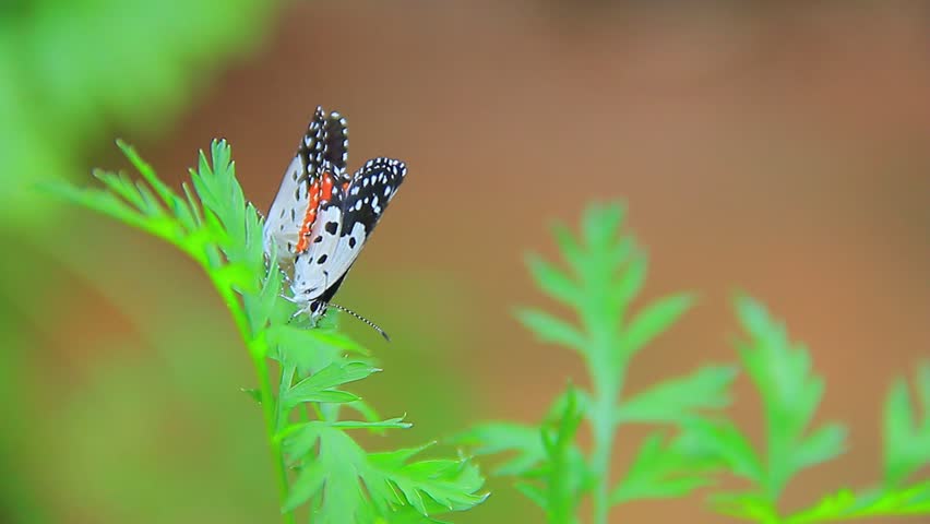 Talicada butterflies, small lycaenid butterflies with 
distinctive white, black and orange wing colorations, 
mating with barriers, A sky with a bright morning sun.