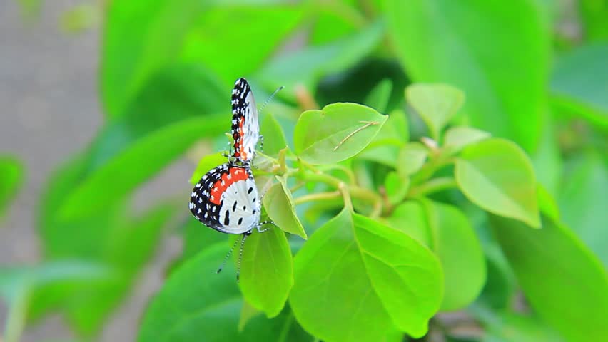 Talicada butterflies, small lycaenid butterflies with 
distinctive white, black and orange wing colorations, 
mating with barriers, A sky with a bright morning sun.