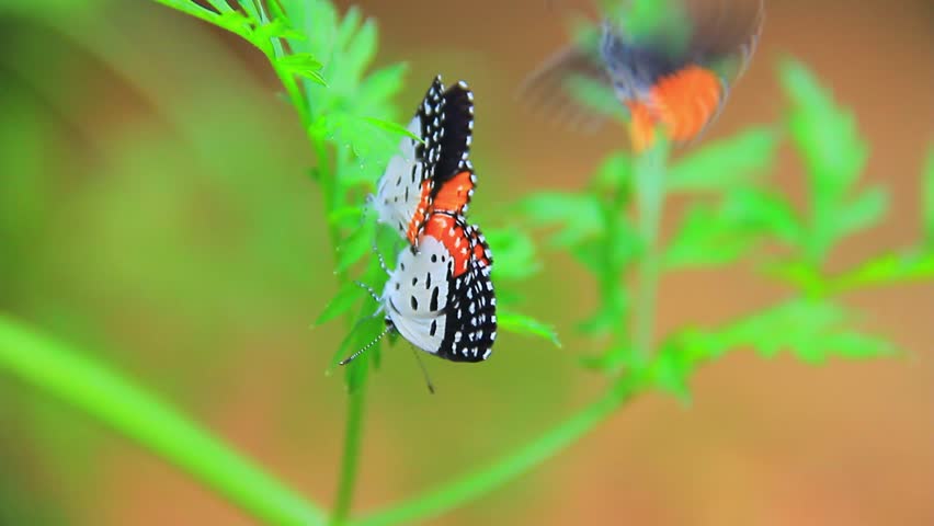 Talicada butterflies, small lycaenid butterflies with 
distinctive white, black and orange wing colorations, 
mating with barriers, A sky with a bright morning sun.