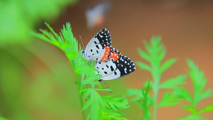 Talicada butterflies, small lycaenid butterflies with 
distinctive white, black and orange wing colorations, 
mating with barriers, A sky with a bright morning sun.