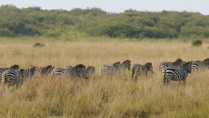 A line of zebras moving slowly across the vast grassland in Maasai Mara National Reserve, Kenya, showcasing the beauty of African wildlife.