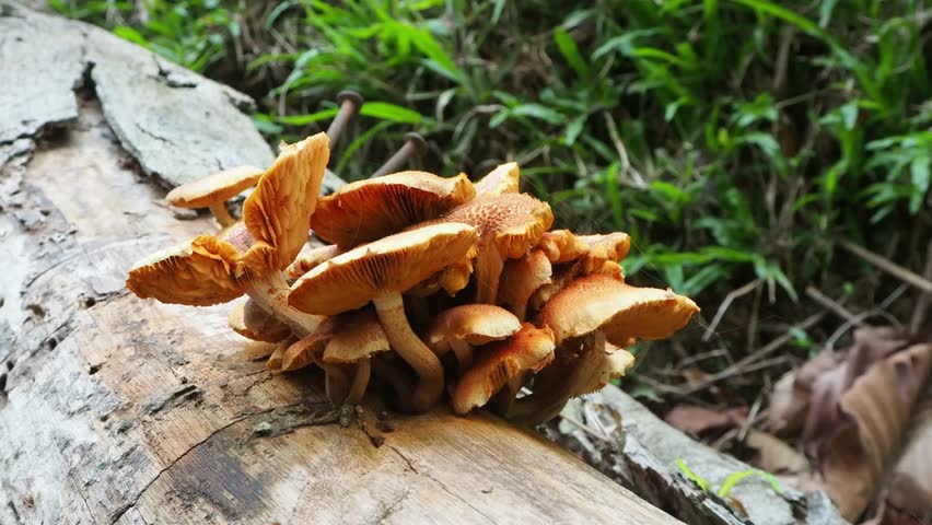 Cluster of wild mushrooms growing on a decaying log in a lush forest environment