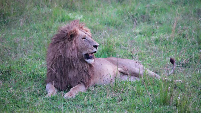 Majestic male lion lying in green grassland of Maasai Mara National Reserve, Kenya. Lion panting with open mouth and swishing tail to keep cool.