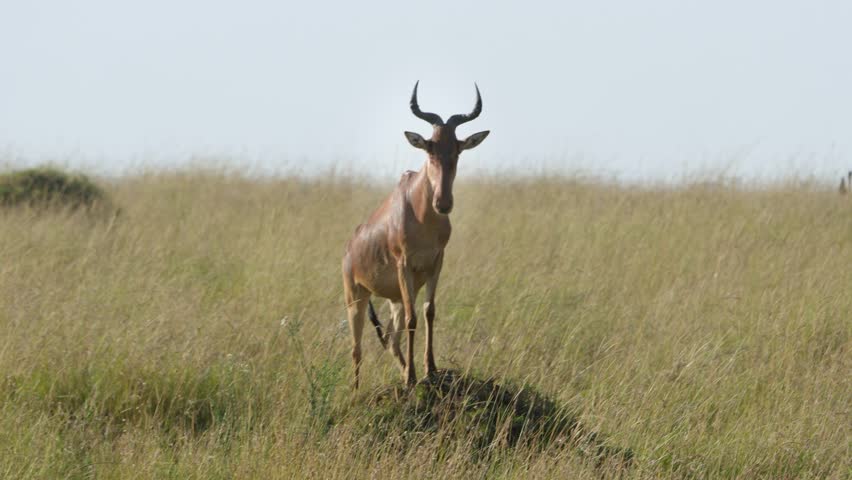 A hartebeest stands poised on a rock amid the vast grasslands of Maasai Mara National Reserve, Kenya, showcasing its elegant form in the wild savanna.