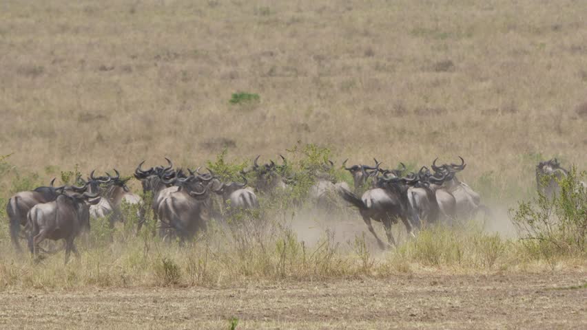 Small herd of wildebeest running across dusty savanna grassland in Maasai Mara National Reserve, Kenya. Wildlife migration scene with dust clouds in African plains.