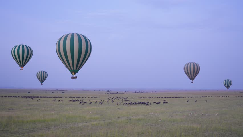 Multiple striped hot air balloons ascend over the vast savanna at dawn, offering tourists a panoramic view of wildebeest moving in long lines below in Maasai Mara National Reserve Kenya.
