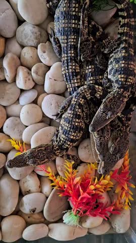Adorable baby crocodiles pile up on the stones, making their natural, cute chirping and grunting sounds in this close-up vertical video.