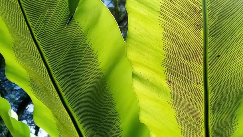 Close up of vibrant green bird's nest fern leaves showing spore patterns in sunlight