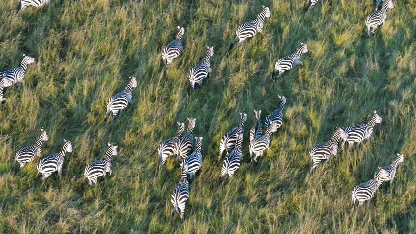 Aerial footage from hot air balloon showing zebra herd running in formation across green savanna grassland in Maasai Mara National Reserve, Kenya. Wildlife migration view.