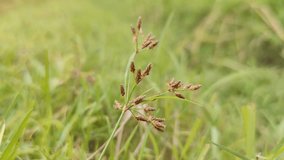 Golden grass seed heads swaying in soft breeze 🌾✨ - Powered by Shutterstock - Get 15% off with code: PIKWIZARD15