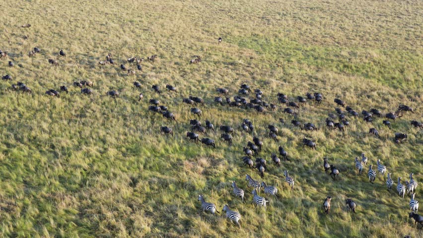 Aerial footage from hot air balloon showing zebra herd running in formation across green savanna grassland in Maasai Mara National Reserve, Kenya. Wildlife migration view.