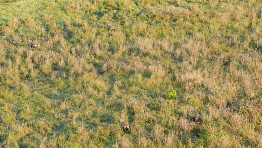 An aerial shot, likely from a hot air balloon, shows a small group of spotted hyenas running across the vast green and gold savanna of Maasai Mara National Reserve Kenya.
