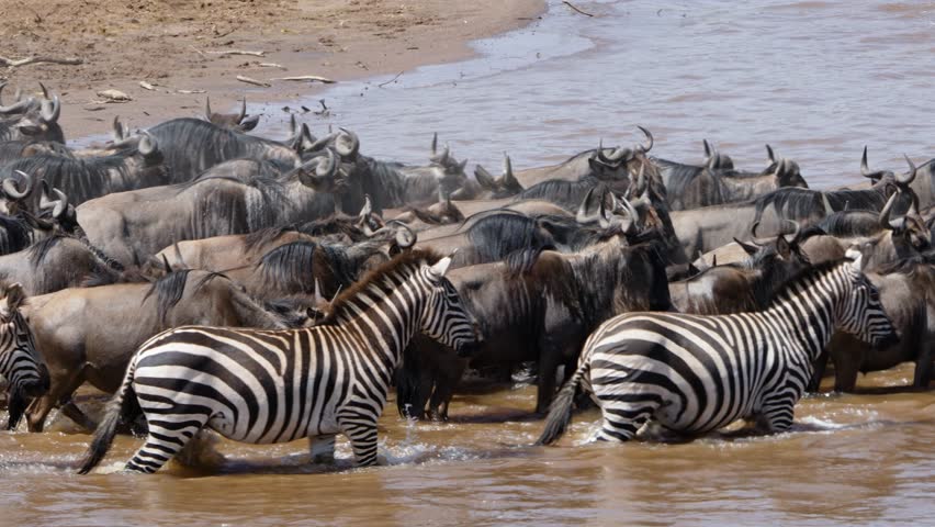 Large herds of wildebeest and zebras crossing river with hippos in water at Maasai Mara National Reserve, Kenya. Epic wildlife migration scene during great migration.