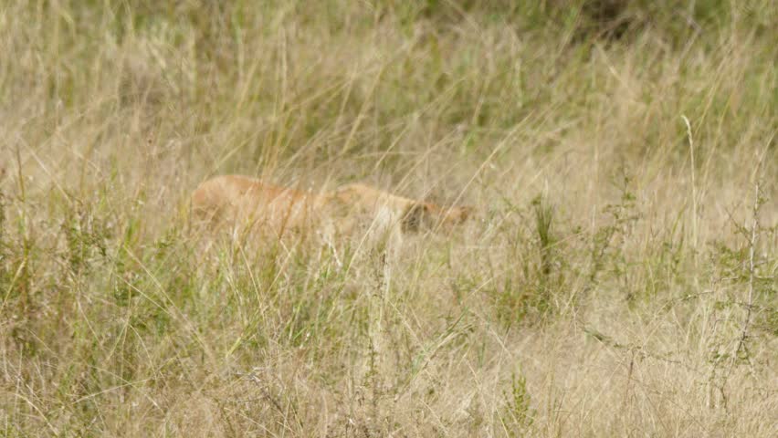 Lioness stealthily moves and occasionally trots through tall grass in Maasai Mara National Reserve, Kenya.
