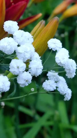 Beautiful white flowers blooming among vibrant orange and yellow blooms in a garden setting