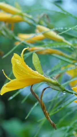 Bright yellow flowers in morning sunlight with raindrops on leaves in a lush garden