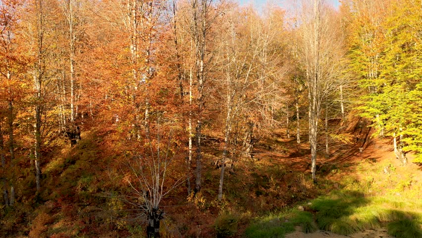 Autumn and lake scenery, Ulugöl Nature Park in Gölköy district of Ordu, with yellow-leaved trees and lake views