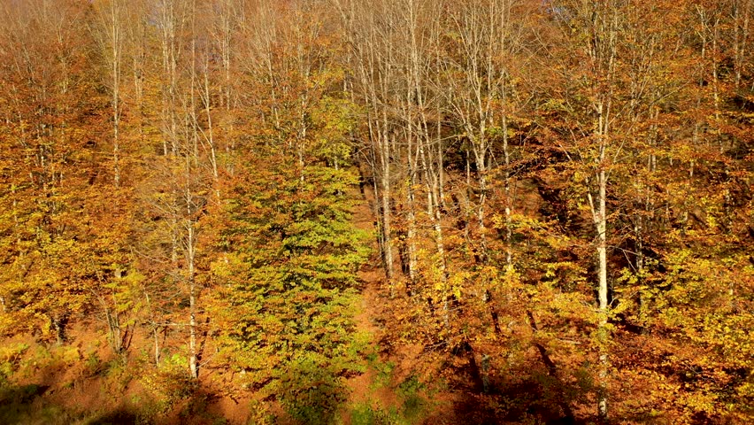 Autumn and lake scenery, Ulugöl Nature Park in Gölköy district of Ordu, with yellow-leaved trees and lake views