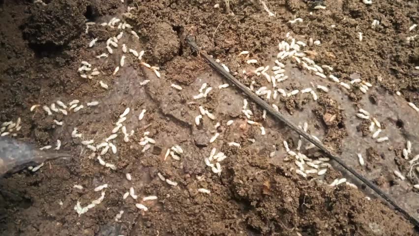 A swarm of termites moves around in search of food 