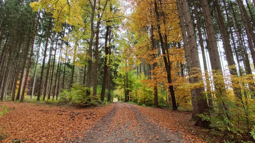 Path through a forest in autumn, Bavaria, Germany, Europe